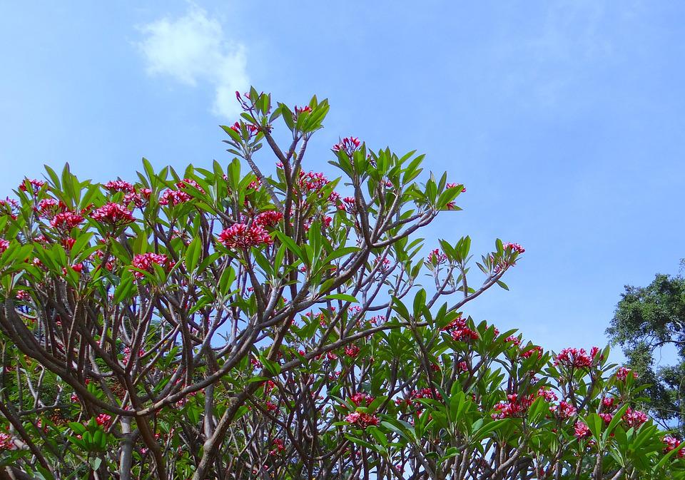  How To Grow Frangipani Tree From Cutting